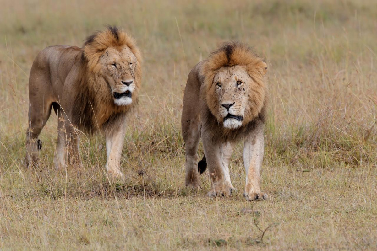 Kenya vs Tanzania Safari