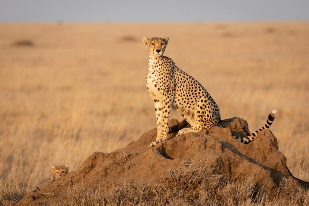 tanzania safari planning