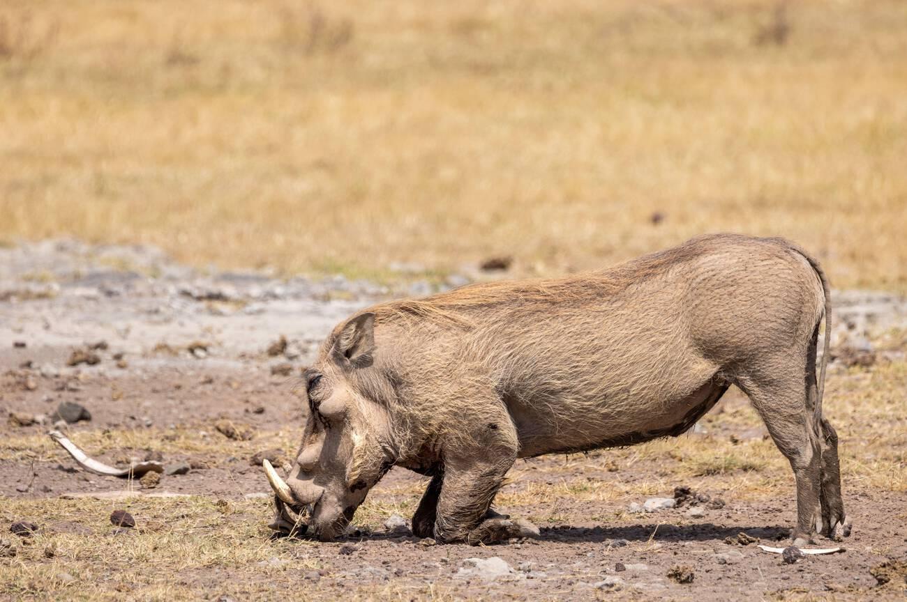 Tanzania safari tours