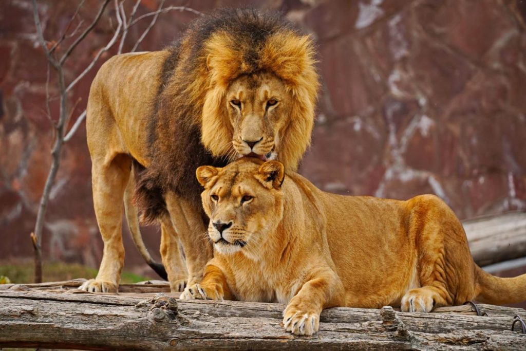 Tanzania safari tours