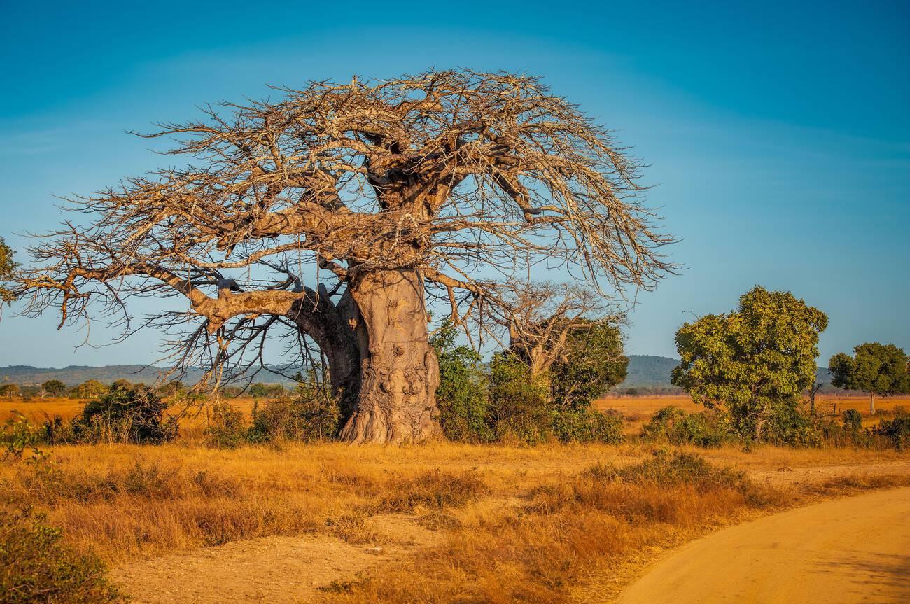 best national parks in Tanzania for first time visitors