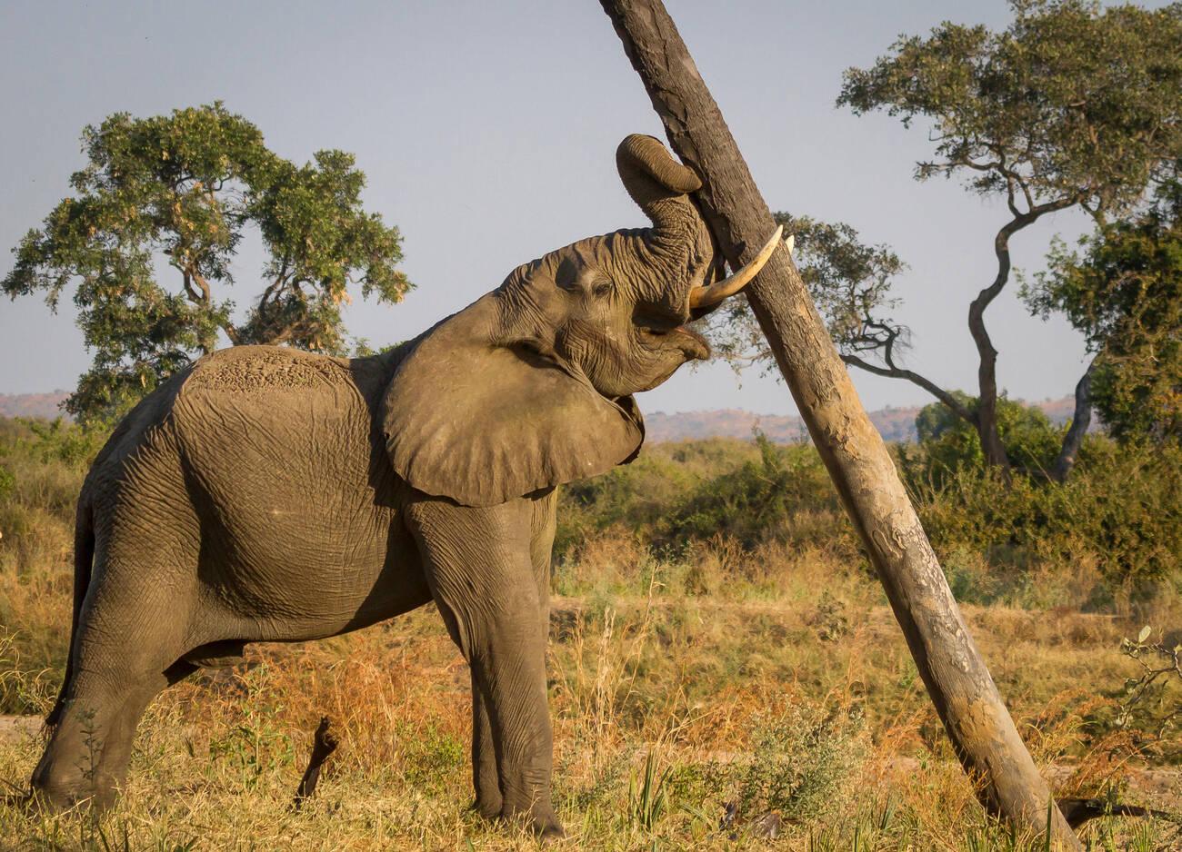 Top 10 Animals You Can See on a Tanzania Safari