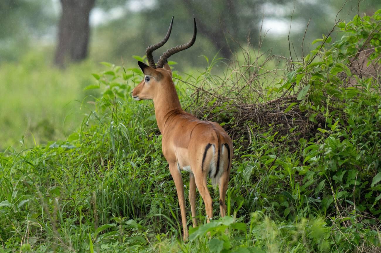 best national parks in Tanzania for first time visitors