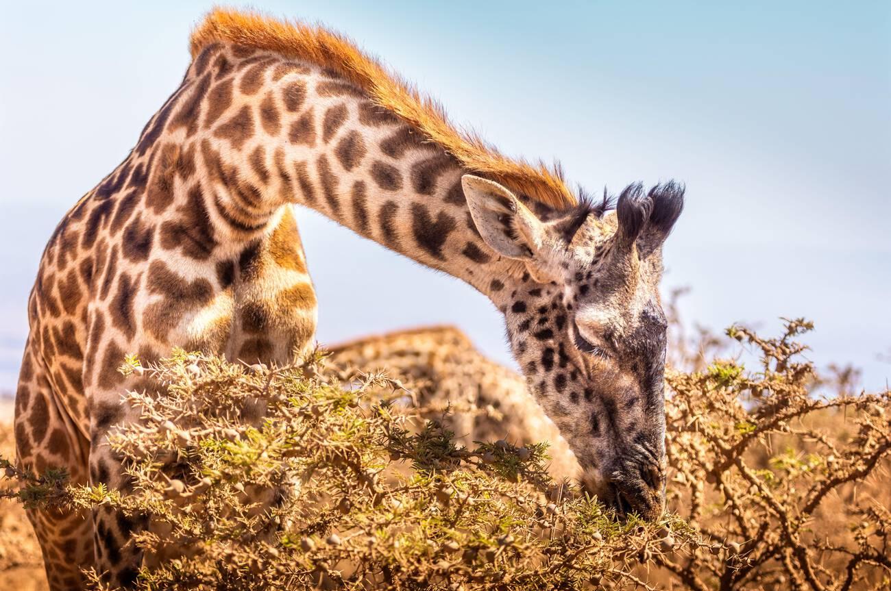 Top 10 Animals You Can See on a Tanzania Safari