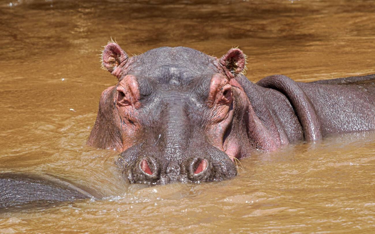 Top 10 Animals You Can See on a Tanzania Safari