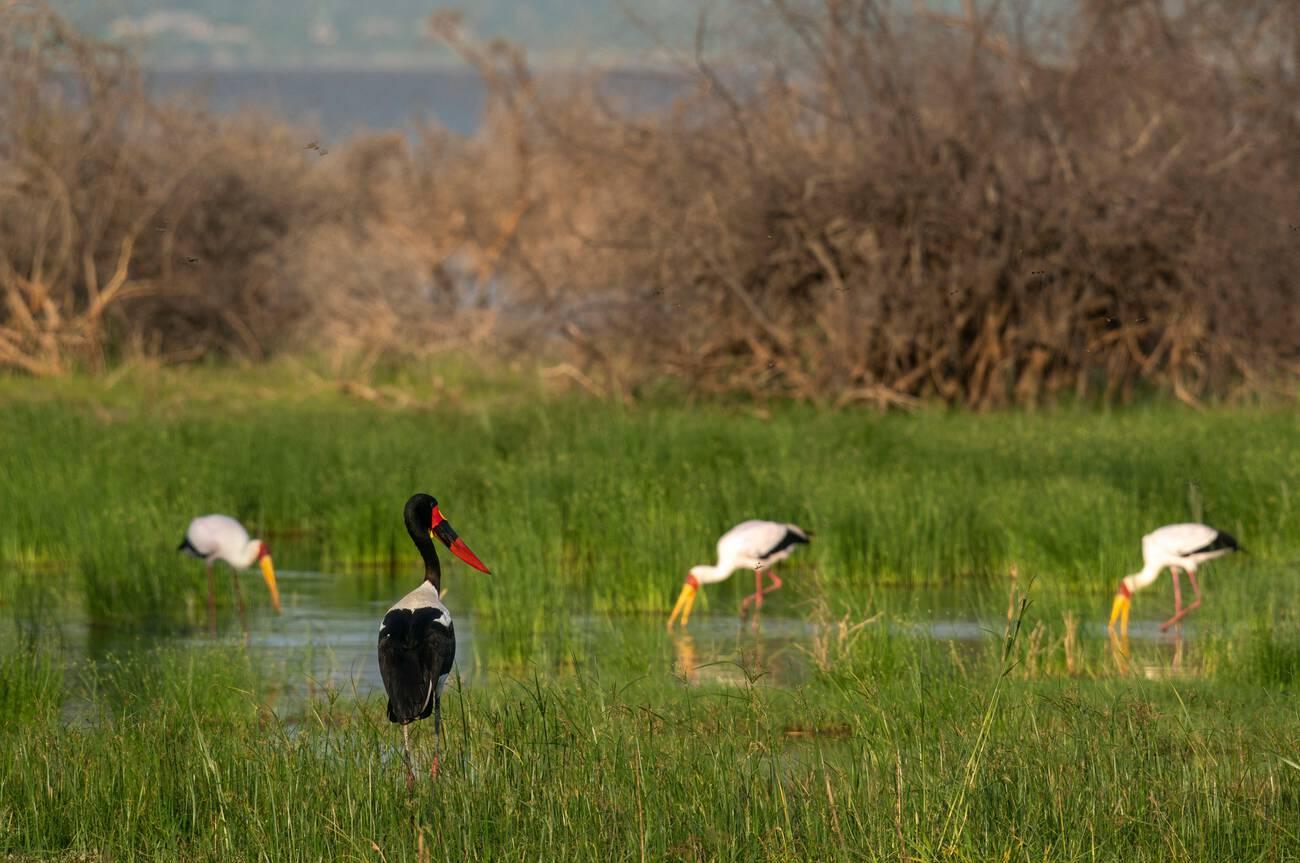 best national parks in Tanzania for first time visitors