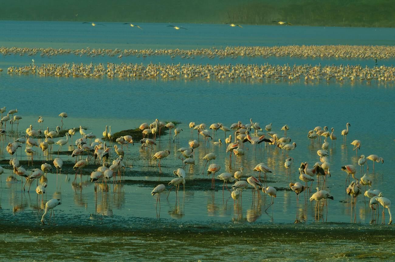 Tanzania safari from Zanzibar