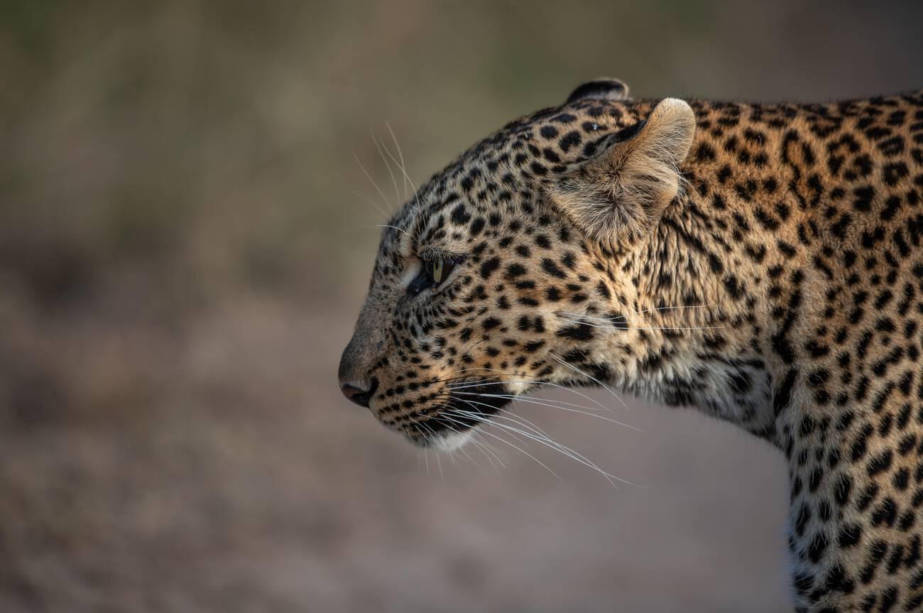 Top 10 Animals You Can See on a Tanzania Safari