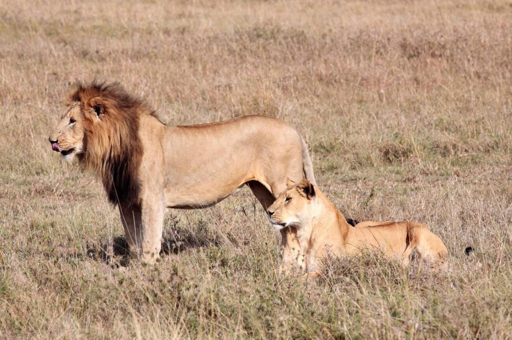 where to find big five animals in tanzania