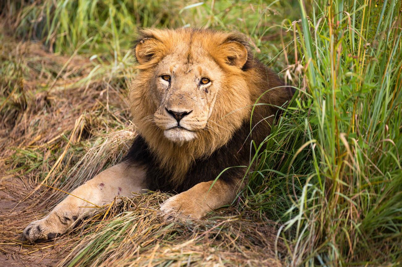 Top 10 Animals You Can See on a Tanzania Safari