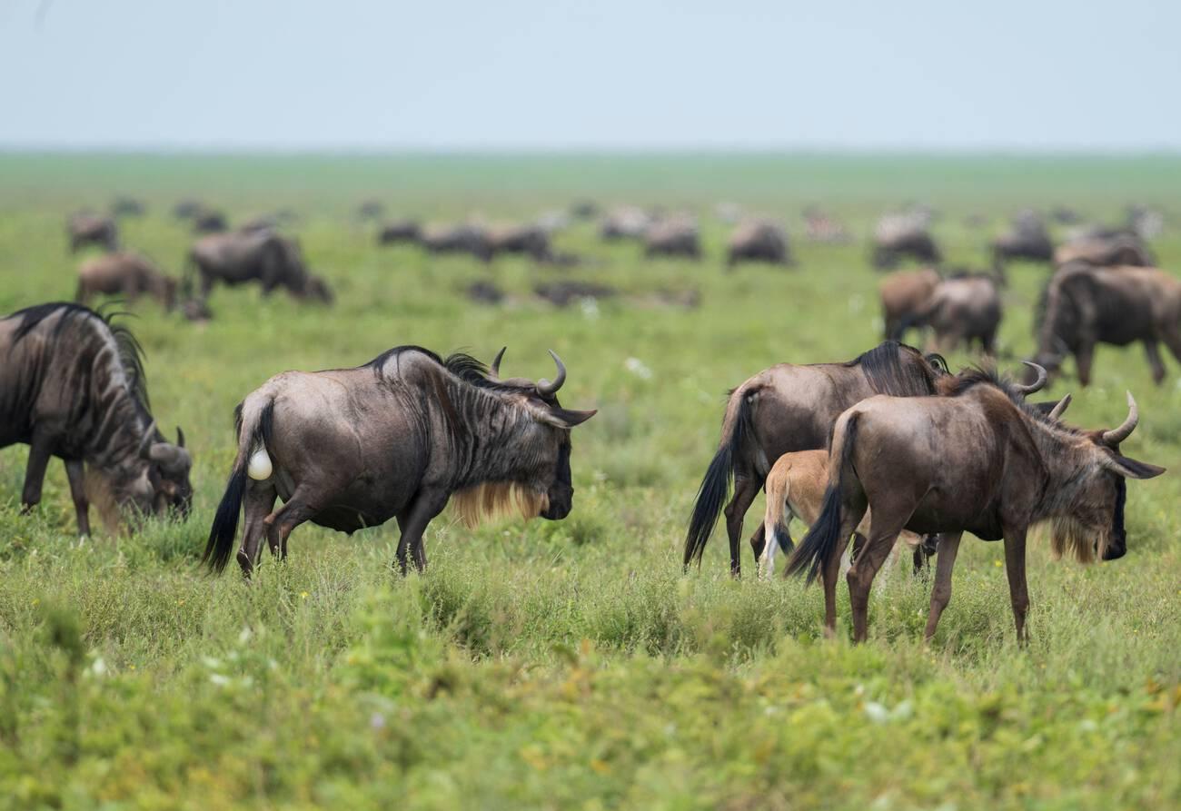 Serengeti vs Ngorongoro