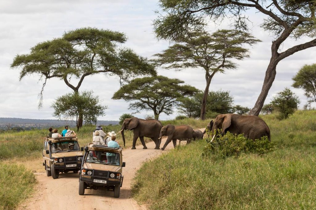 Private Safari vs Group Safari in Tanzania