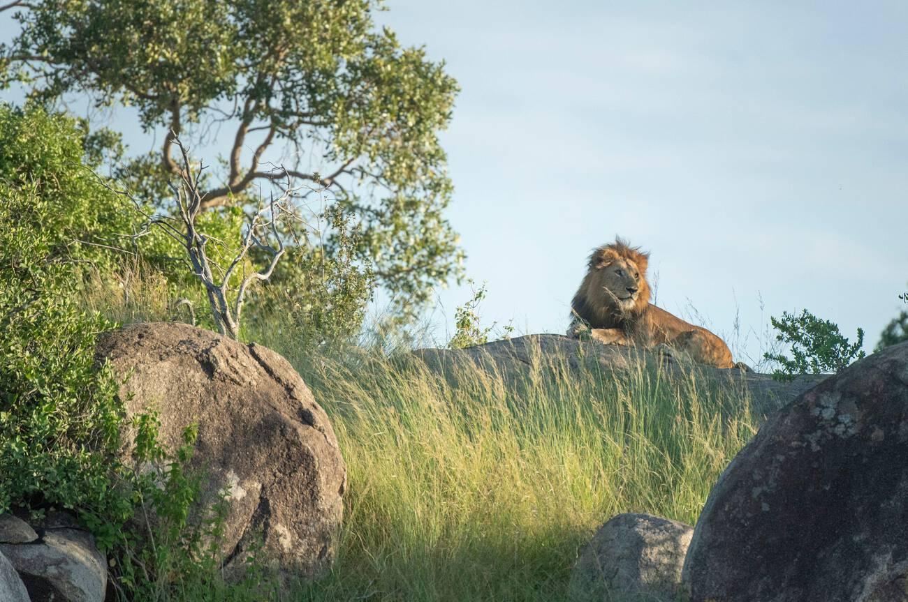 best national parks in Tanzania for first time visitors