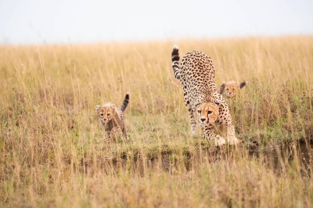 best national parks in Tanzania for first time visitors