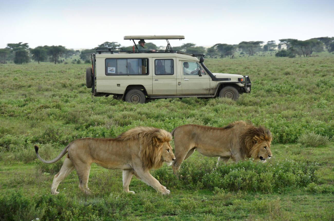 Serengeti vs Ngorongoro