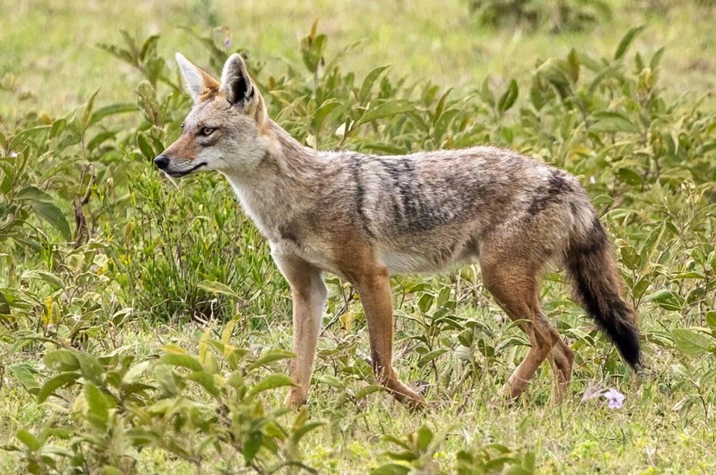 how many days do you need in Serengeti