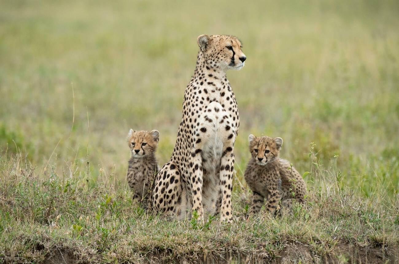 Top 10 Animals You Can See on a Tanzania Safari