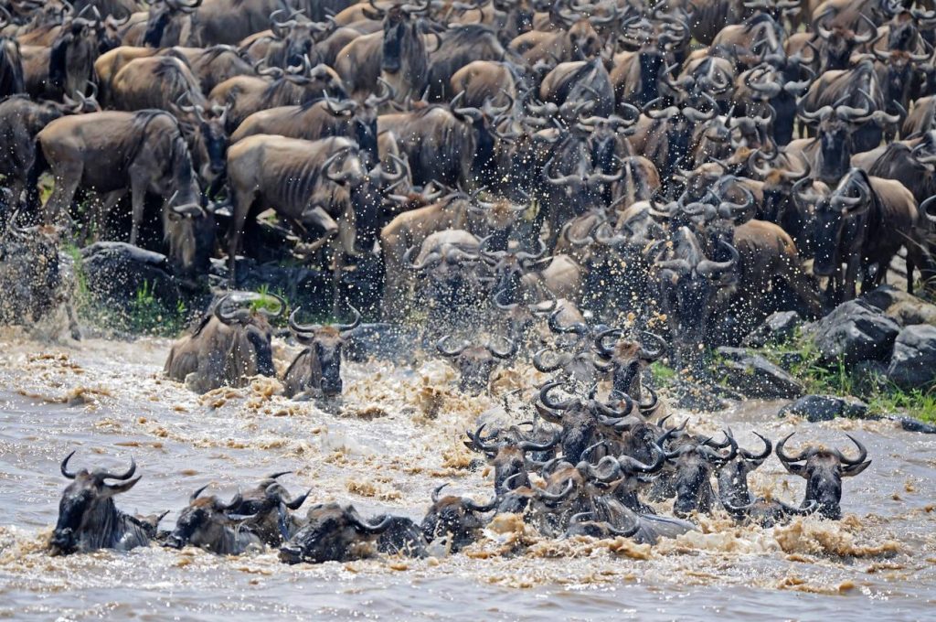 Great Migration calendar