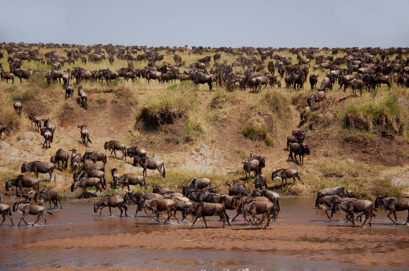 Top 10 Animals You Can See on a Tanzania Safari