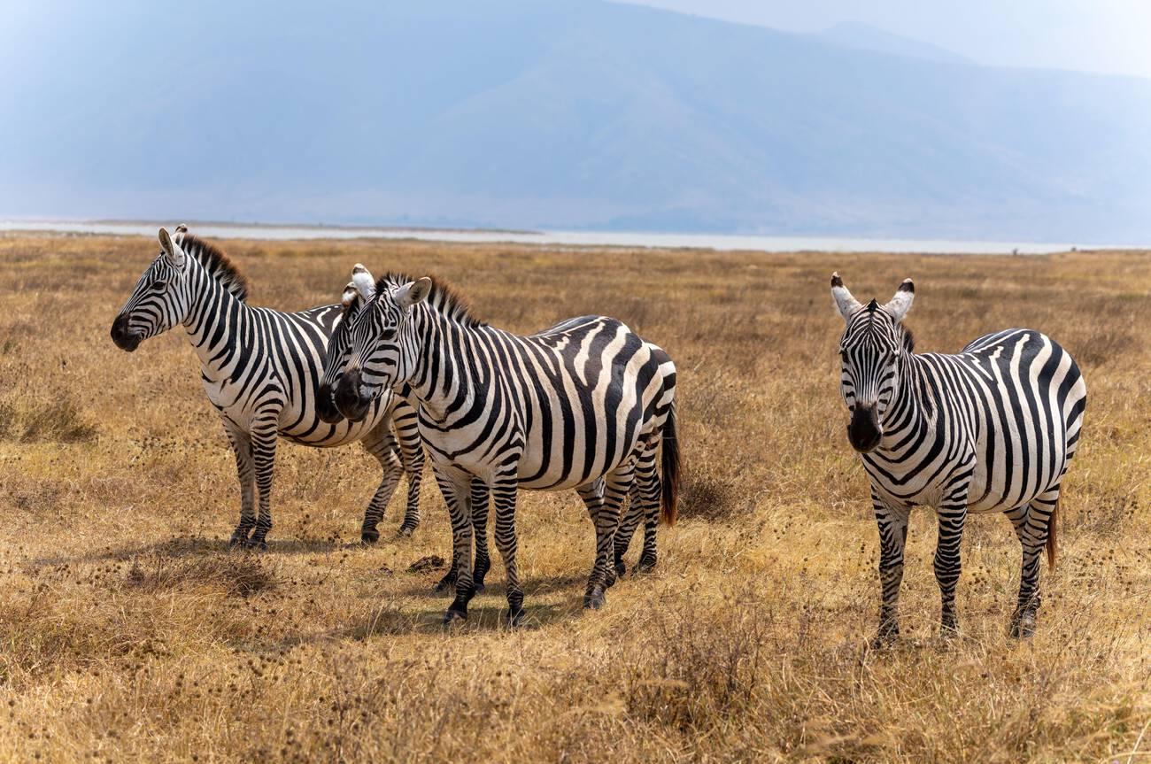 Top 10 Animals You Can See on a Tanzania Safari