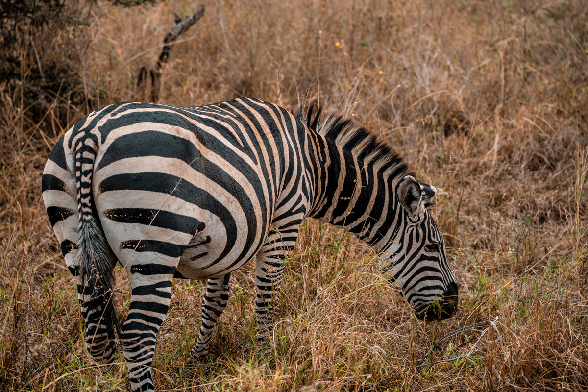 Complete Guide to Arusha National Park